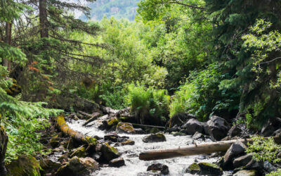 Understanding the Swiss BioHealth Concept: A Holistic Approach to Dental Health