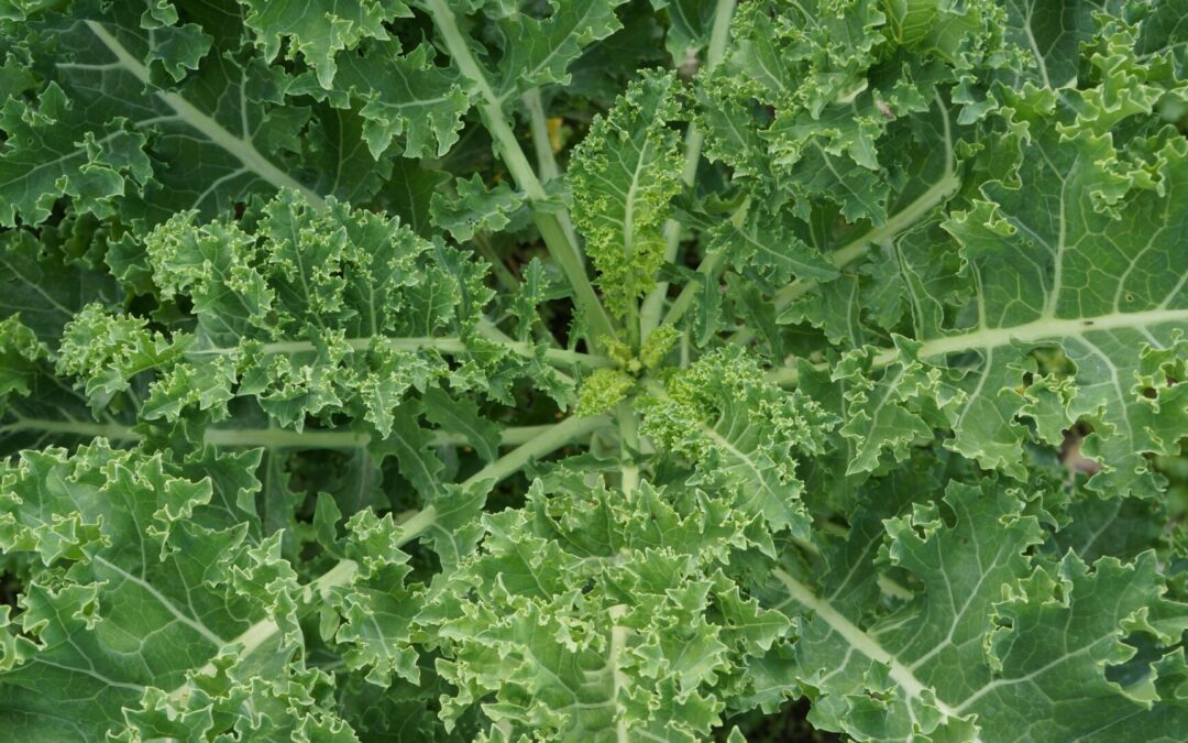 The Unsung Hero: The Benefits of Vitamin K in Biological Dentistry