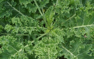 The Unsung Hero: The Benefits of Vitamin K in Biological Dentistry