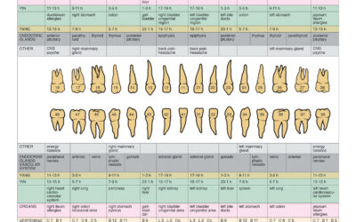 Teeth, Meridians, and Whole-Body Health